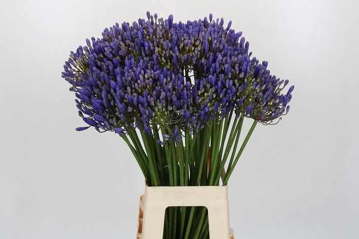 Agapanthus FU 'Atlantic Ocean'