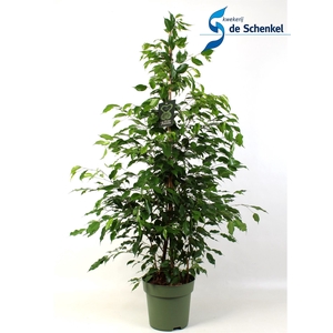 Ficus benja. 'Exotica'