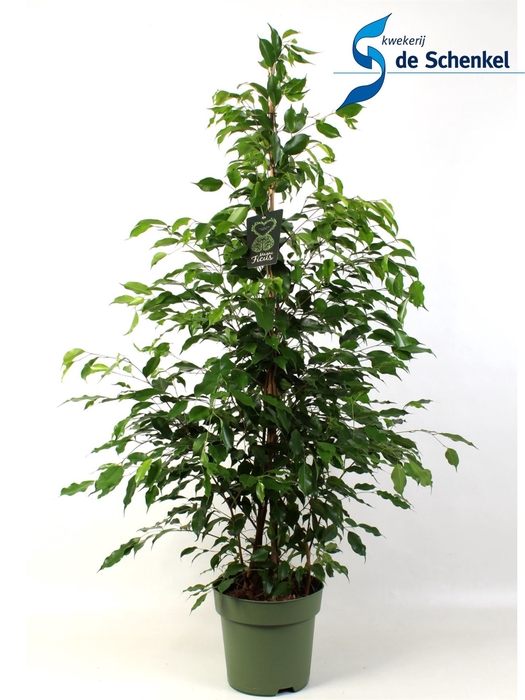 <h4>Ficus benja. 'Exotica'</h4>