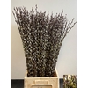 SALIX WILGENKATJES 100CM