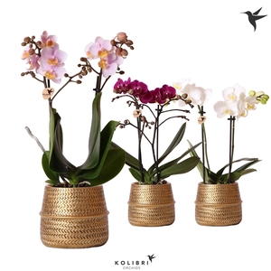 Kolibri Orchids Phalaenopsis mix 2 spike in Groove pot gold