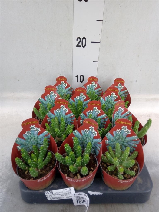 <h4>Euphorbia   ...</h4>