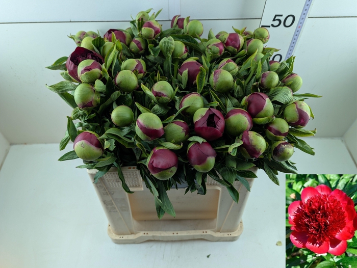 <h4>PAEO RED CHARM</h4>