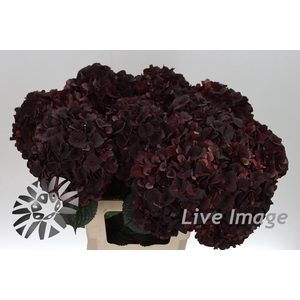 Hydrangea mag dark ruby classic