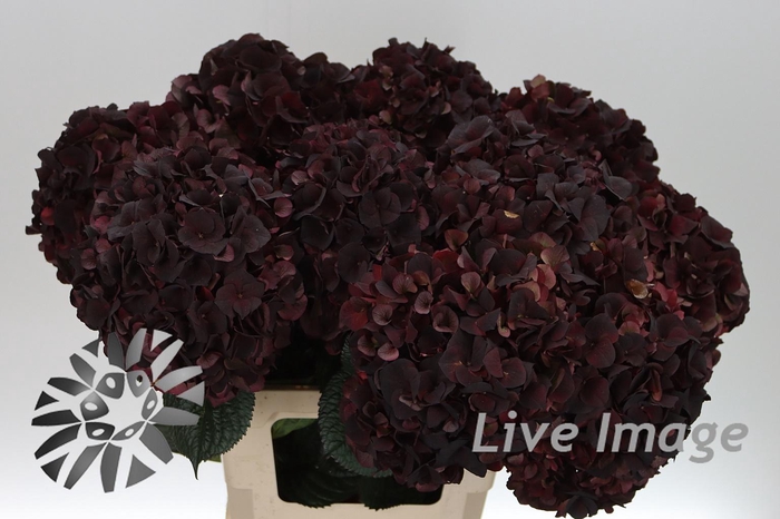 <h4>Hydrangea mag dark ruby classic</h4>