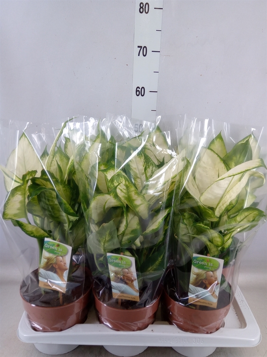 <h4>Dieffenbachia  'Camilla'</h4>