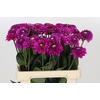 Dahlia Purple Fox