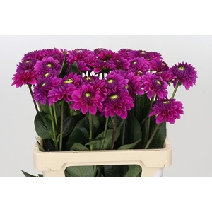Dahlia Purple Fox