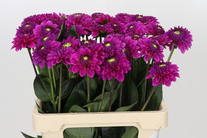 <h4>Dahlia Purple Fox</h4>