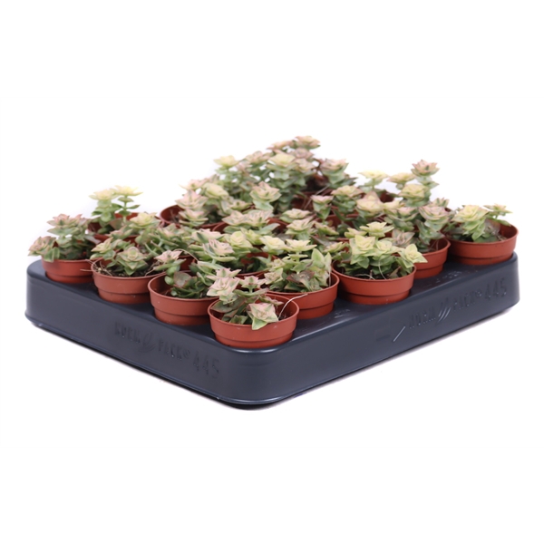 <h4>Crassula perforata variegata 5,5 cm</h4>