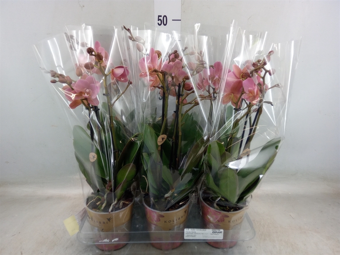 <h4>Phalaenopsis multi. 'Ant Treviso'</h4>