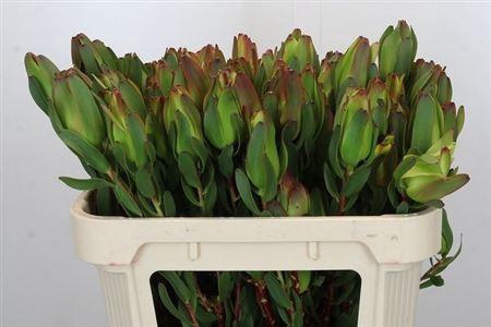 <h4>Leucad Laurel Yellow Vertakt</h4>