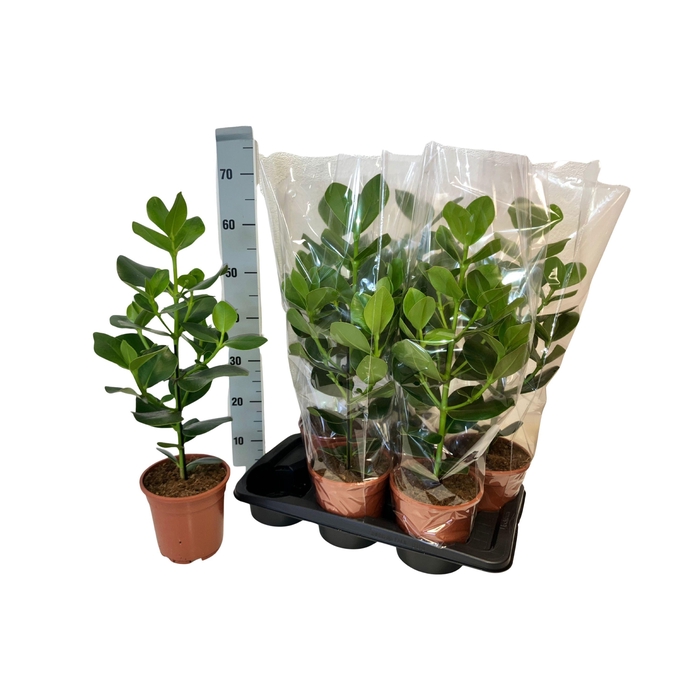 <h4>CLU RO PRINCESS</h4>