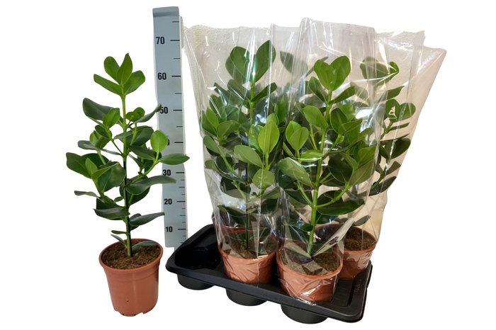 <h4>CLU RO PRINCESS</h4>