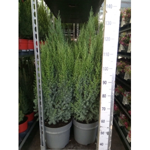 Juniperus chinensis 'Stricta'