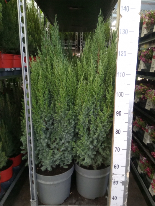 <h4>Juniperus chinensis 'Stricta'</h4>