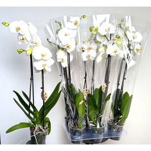PHAL OV WIT
