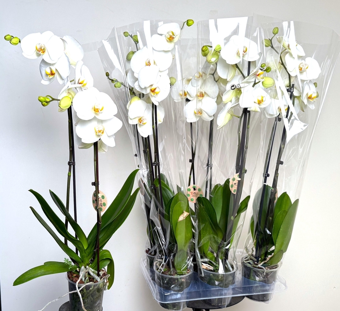 <h4>PHAL OV WIT</h4>