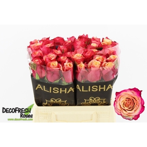 R Gr Bogart Alisha