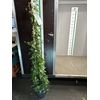 HEDE HIBERNICA 3 STOK P24