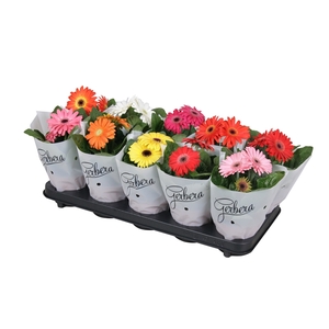 Gerbera belicht 2+basic in frosted hoes kort