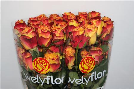 <h4>R GR NEWS FLASH</h4>