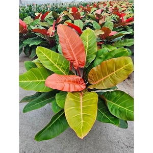 Philodendron Prince of Orange