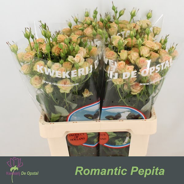 <h4>R Tr Romantic Pepita Extra</h4>