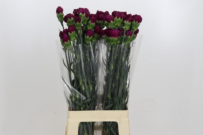 Dianthus St Purple Damascus