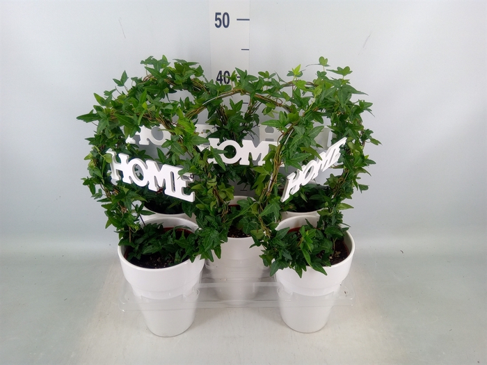 <h4>Hedera   ...green leafed</h4>
