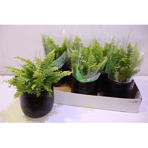 arr8 Arr Nephr Ex Green Momen