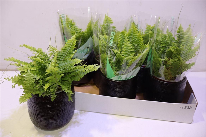 <h4>arr8 Arr Nephr Ex Green Momen</h4>