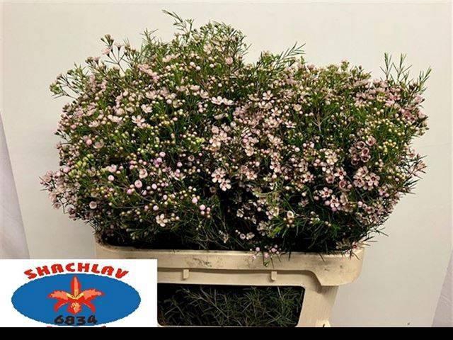 <h4>CHAME UN DORI</h4>