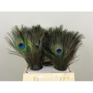 Feather Peacock 45cm