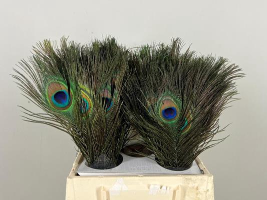 <h4>Feather Peacock 45cm</h4>