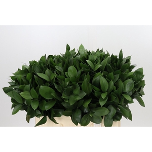 RUSCUS HYPOPHYLLUM