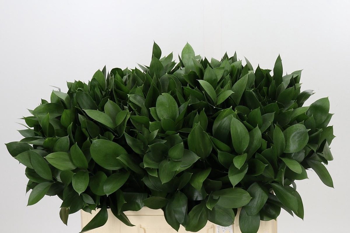 <h4>RUSCUS HYPOPHYLLUM</h4>