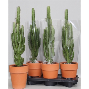 Euphorbia Trigona stenen pot