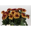 Dahlia Creme de Cognac