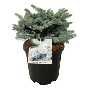 Picea pung. 'Glauca Globosa'
