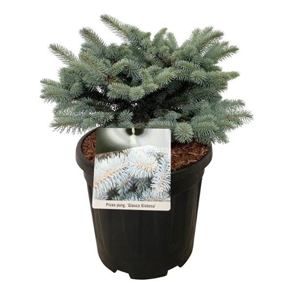 <h4>Picea pung. 'Glauca Globosa'</h4>