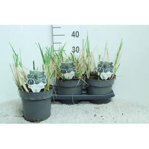 Leymus arenarius (Zandhaver) Blue Dune