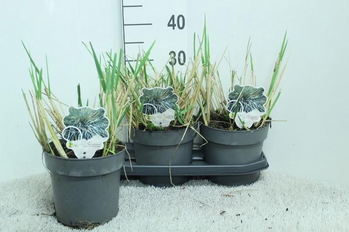 <h4>Leymus arenarius (Zandhaver) Blue Dune</h4>