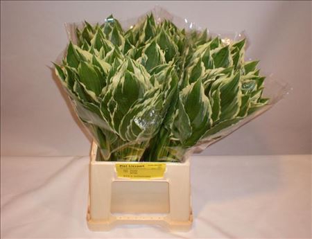 HOSTA UNDULATA ALBOM 55CM