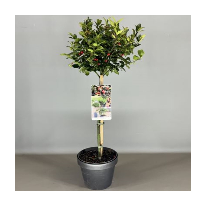 <h4>Ilex mes. 'Blue Maid' C3</h4>