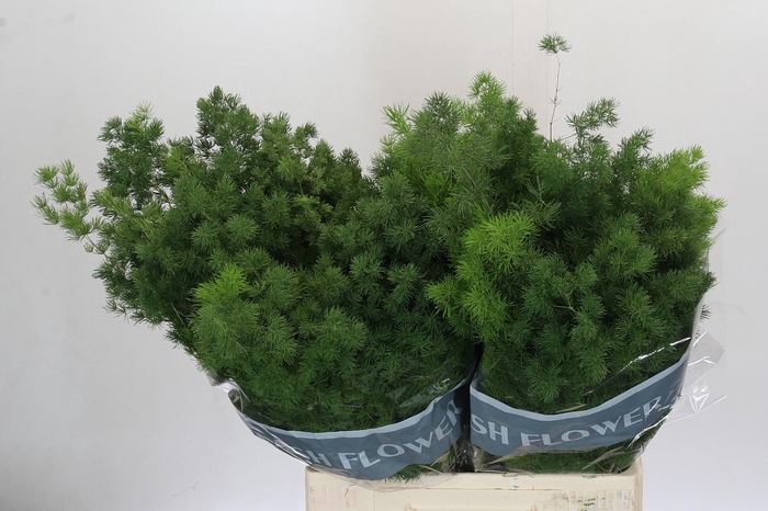 <h4>Asparagus Umbellatus</h4>