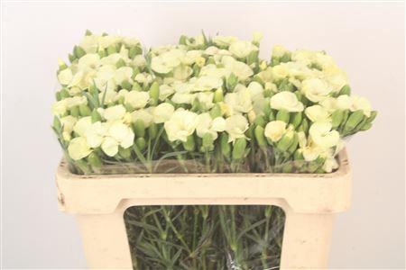 <h4>Di Symply Mela</h4>