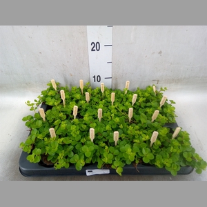 Peperomia rotundifolia