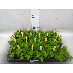 Peperomia rotundifolia