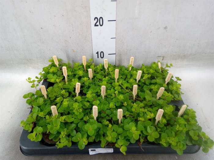 <h4>Peperomia rotundifolia</h4>